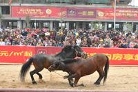 粤海时代新城元宵斗马大赛 活动图片 