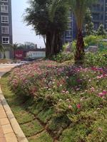 恒丰香山华府 实景图