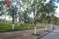 项目对面公园绿化