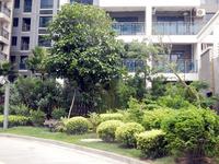 蓝海银湾 实景图 照片