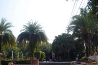 玫瑰园实景园林