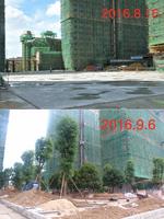 银丰香槟郡园林局部实景