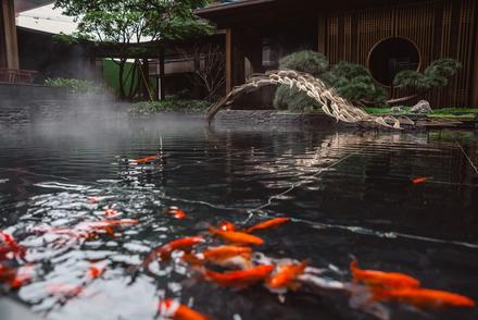 【锦鲤莲池】实景图