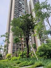 江湾丽景实景图