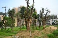 工程进度实况 首探东南亚风情楼盘——金域华府