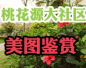 桃花源大社区 美图鉴赏