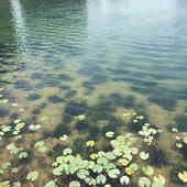 花样年麓湖国际水净化工程初显成效 水清见底引业主点赞