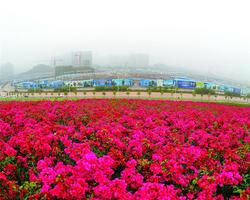 住五象怎样才有家的感觉? 有人说:买港保苑现房配"花海"