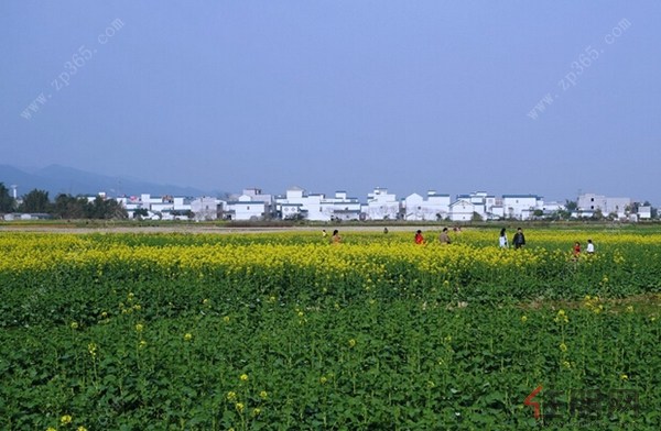 春节游玩贵港好去处 赏油菜花观城北楼盘-资讯