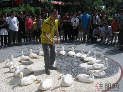 科瑞·江韵全城派发贺岁礼 欢乐套鸭送春联