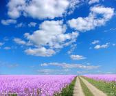 上周中国12城楼市局部升温 反弹乏力