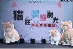 猫在美好时光  光明·时光集媒体见面会实力圈粉