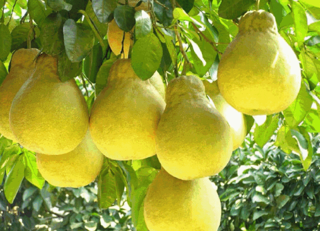 市民福利｜10000斤柚子免费抢，49800元汽车10.88元抢购！