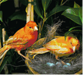 联发滨江壹号百鸟展收官 精彩持续上演