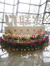 联发君悦兰亭五星展点6月3日倾情绽放