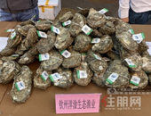 钦州蚝情节系列活动10月29日开启 活动详细安排表出炉！