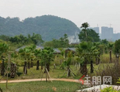 柳州又一批新**：调整广场路·三中路片区控规