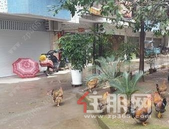 小区变成养殖场，邻居无辜遭罪，该怎么办？