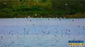 防城港市生态环境良好 引候鸟前来越冬
