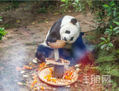 柳州动物园明年将新建熊猫馆 面积至少翻倍