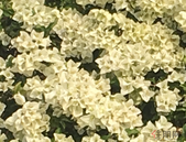 深圳春节新房“零网签”业内：3月份市场仍值得期待