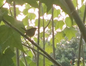 谷歌等科技巨头扩大美国房地产业务