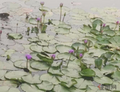 2019年约6万套限竞房入市 网签整体不足