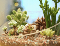 全员营销月 多肉联盟来袭 萌趣多肉免费带回家