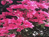 楼市春天恐非转型之福