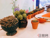 活动回顾|约会“小鲜肉”， 多肉联盟DIY开启暖春绿意！