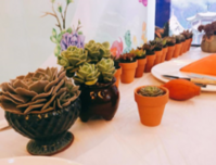 活动回顾|约会“小鲜肉”， 多肉联盟DIY开启暖春绿意！