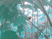 广西爱鸟周活动在我市启动