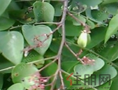 全国工程建设项目审批制度改革工作电视电话会议召开