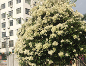 农商冷链产业小镇C1栋封顶