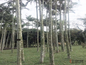 坚决扫除黑恶势力 维护北海朗朗乾坤