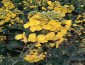 71家房企近半数净利下滑 机构称今年将是地产“小年”