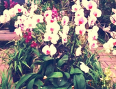 河北将创建600个**森林乡村