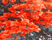 平阳村利用花卉种植优势打造“石桥塘模式”并辐射周边