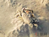 北海市向海大道工程开工