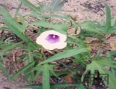 十城限售令到期 热点城市“解禁”节奏或偏慢