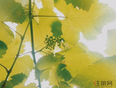 重磅！北京新房将强制上保险 作为土地出让条件