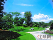 广东将全域创建**森林城市