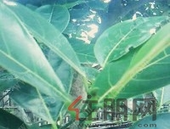 以“两对照三动员”为指南，实现创城工作新突破