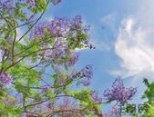 *美初夏丨走进蓝楹花开的地方，住进蓝花楹的世界