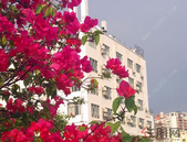 2019年4月北海市房地产市场交易情况