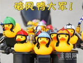 全城黄色预警！万只小萌鸭即将空袭柳州城