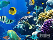 【碧桂园中央上城】贵港海洋狂欢节奇幻来袭！海底深处更多秘密等您来探索！