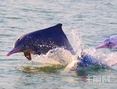 广西11市入选2020中国候鸟式养老冬季栖息地，钦州上榜！