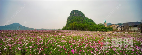 格桑花海.jpg