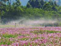 ​别去西藏了！南宁这里格桑花开成海，美到惊艳！